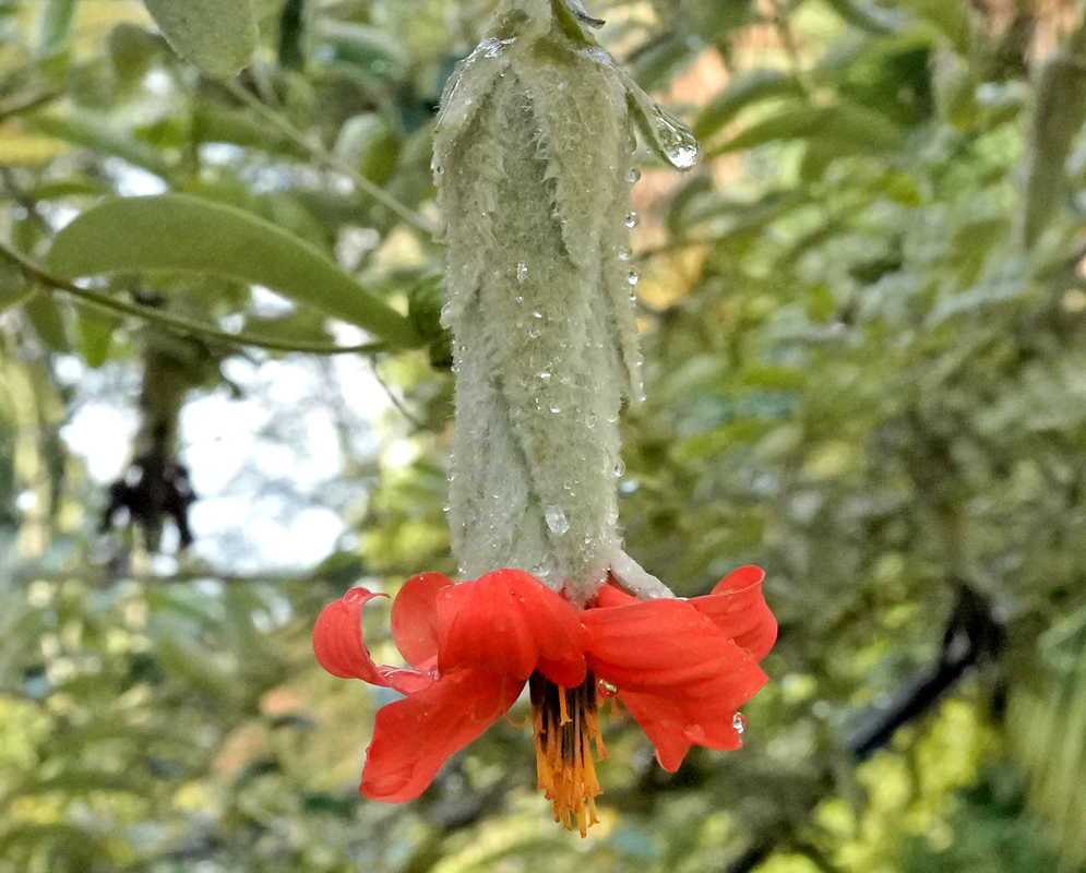 A raindrop-covered red flower of Mutisia clematis drooping below a fuzzy green bud, with curled yellow-orange stamens protruding downward