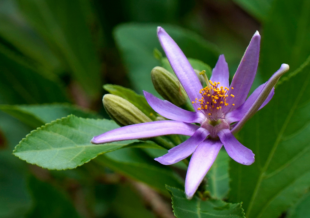 A single Grewia occidentalis flower showing off its star-shaped purple petals and prominent yellow anthers