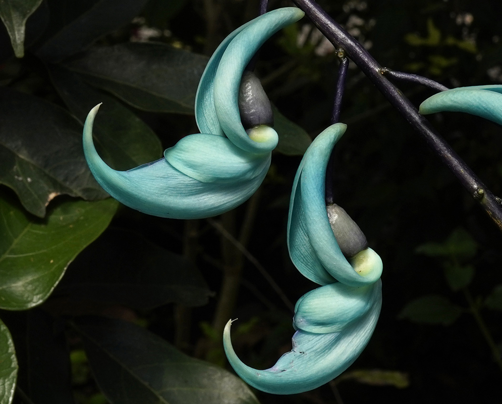 A claw-shaped Strongylodon macrobotrys seagreen-turquoise flower in sunlight