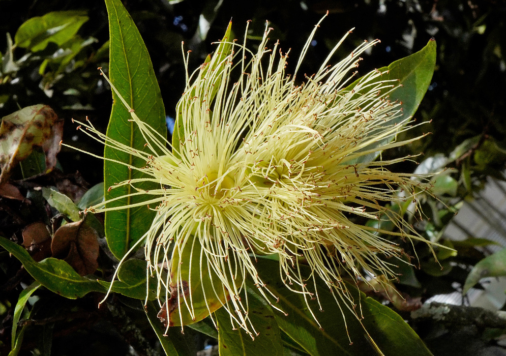 Close-up of a cream-colored Syzygium jambos flower with long, thin stamens radiating outward from a central core, surrounded by glossy green leaves