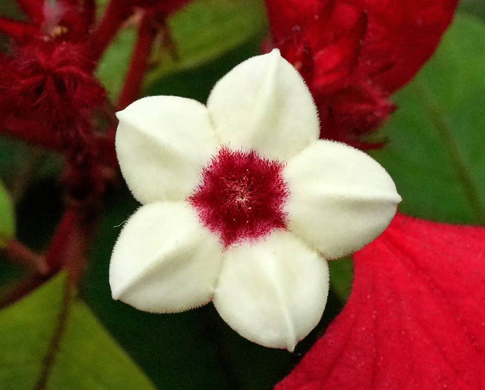 Mussaenda erythrophylla White Flower A star-shaped white flower of Mussaenda erythrophylla with five fuzzy petals and a red fuzzy center, blooming above bright red bracts and surrounded by green leaves