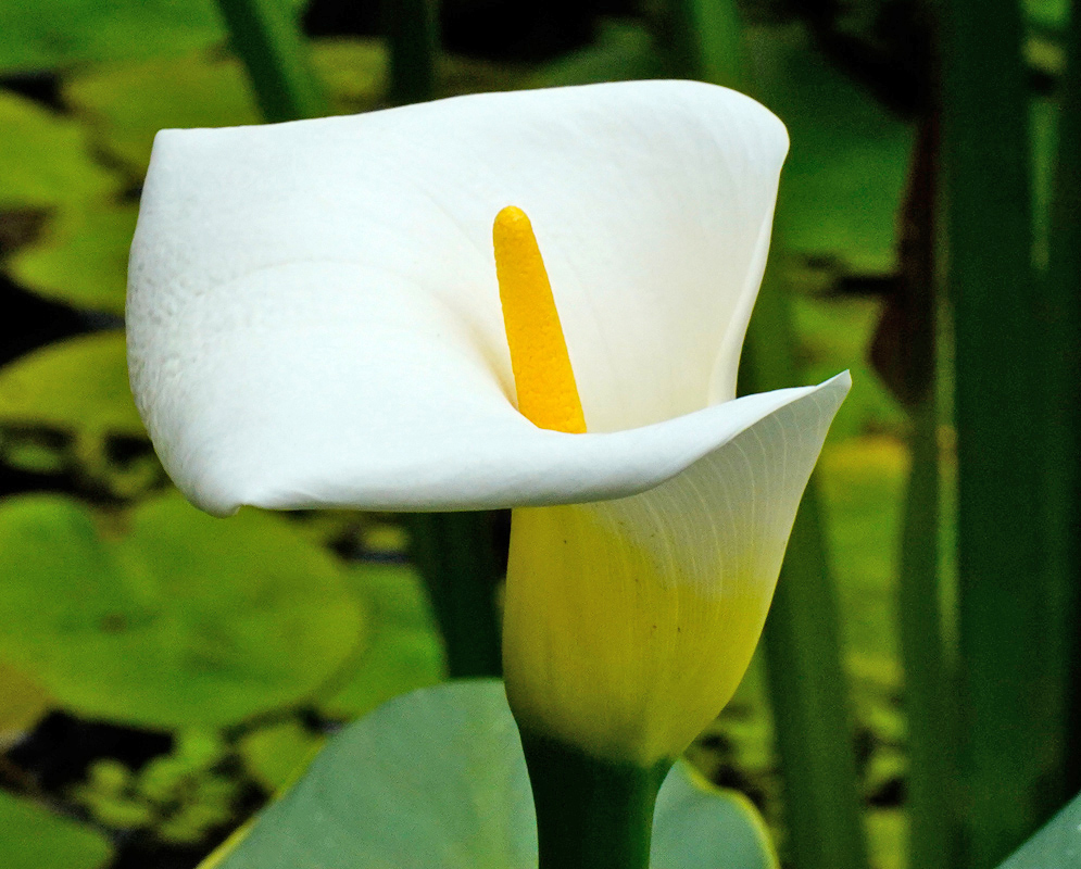 Zantedeschia aethiopica Flower A white zantedeschia aethiopica flower with a prominent yellow spadix, growing beside large green leaves and water plants