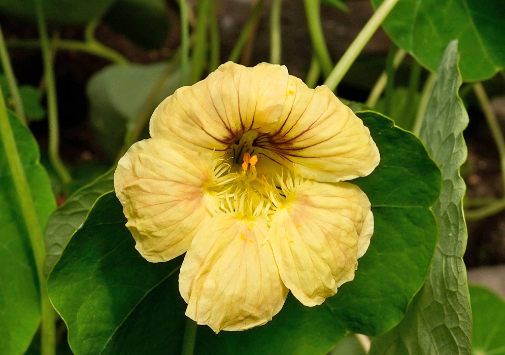 Pale yellow Tropaeolum majus bloom with faint pinkish veins and exposed stamens, framed by overlapping round green leaves
