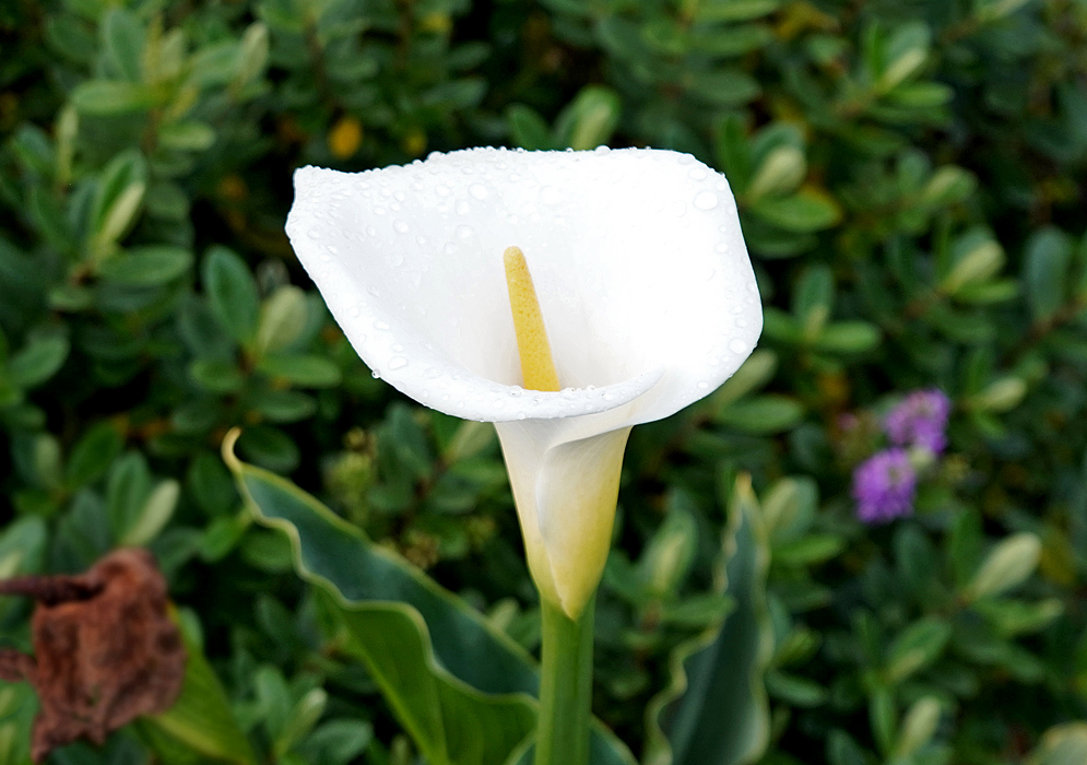 A white Zantedeschia aethiopica spathe with a yellow base and an erect yellow spadix covered in raindrops