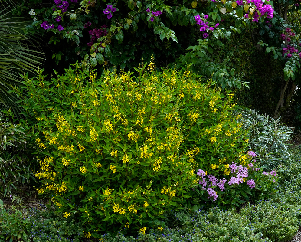 Flowering Shrub Galphimia gracilis Bushy Galphimia gracilis plant blooming with numerous yellow flowers, placed in a colorful garden alongside purple and green foliage