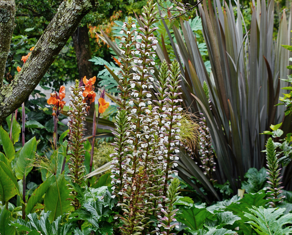 Acanthus Mollis white flowers on tall inflorescences