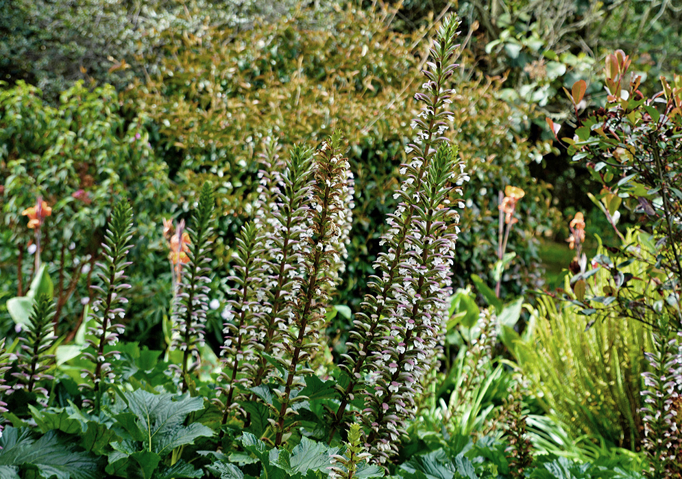 A bright sunny garden with purple and white acanthus mollis bracts and flowers