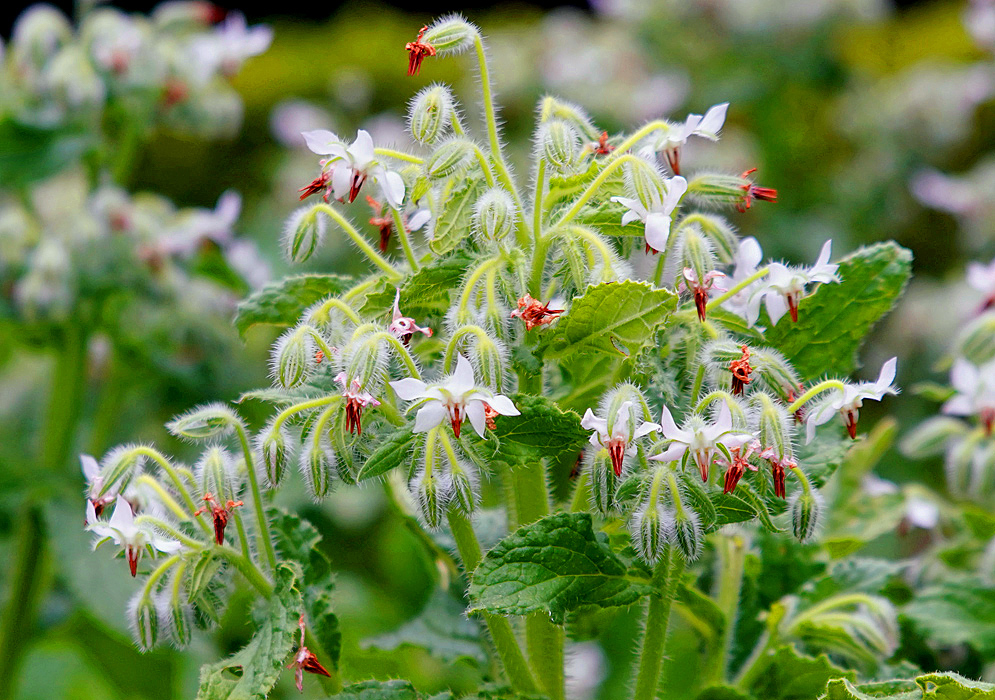 Drooping racemes of star-shaped, white Borago officinalis flowers 