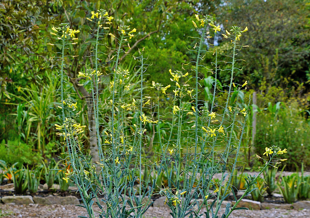 Tall green Brassica oleracea flower stems with yellow flowers