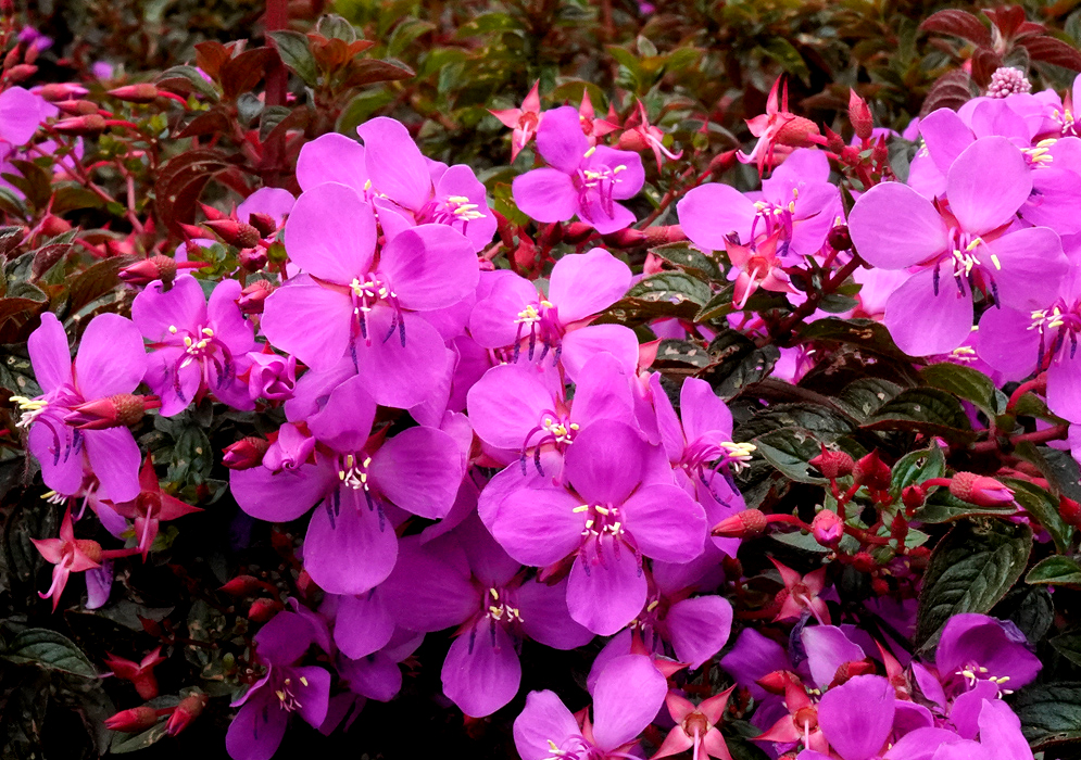 A cluster of pink-purple Centradenia floribunda flowers with white anthers