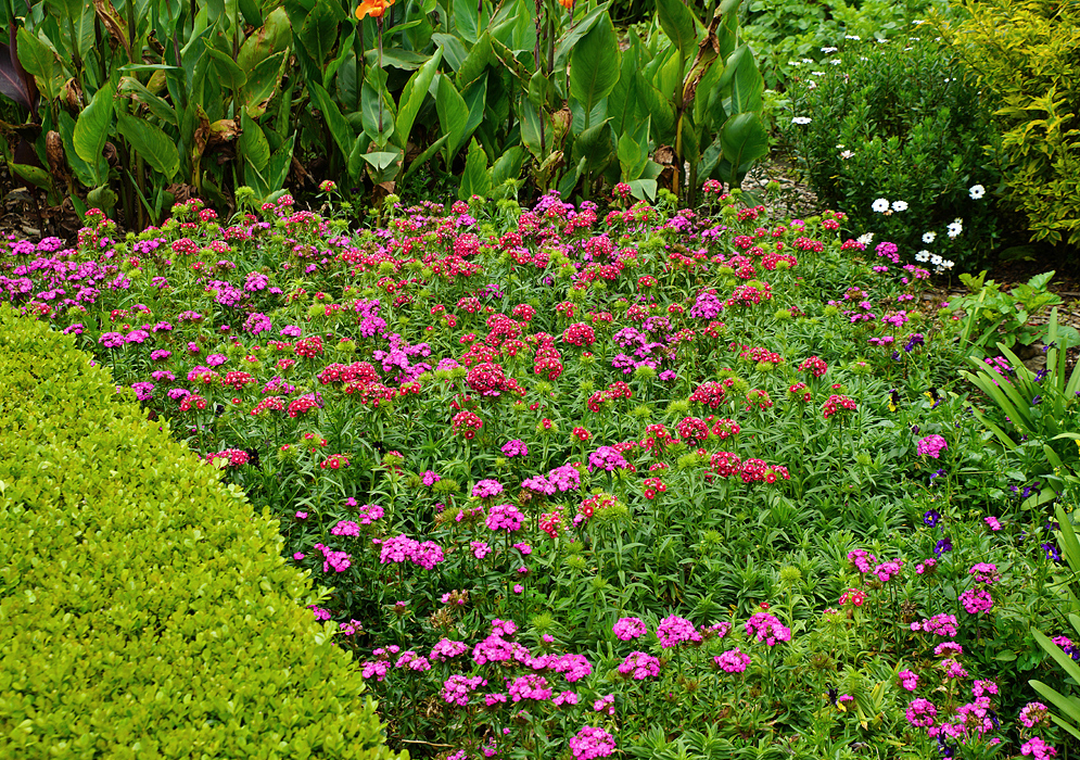 A bed of red and purple Dianthus barbatus flowers