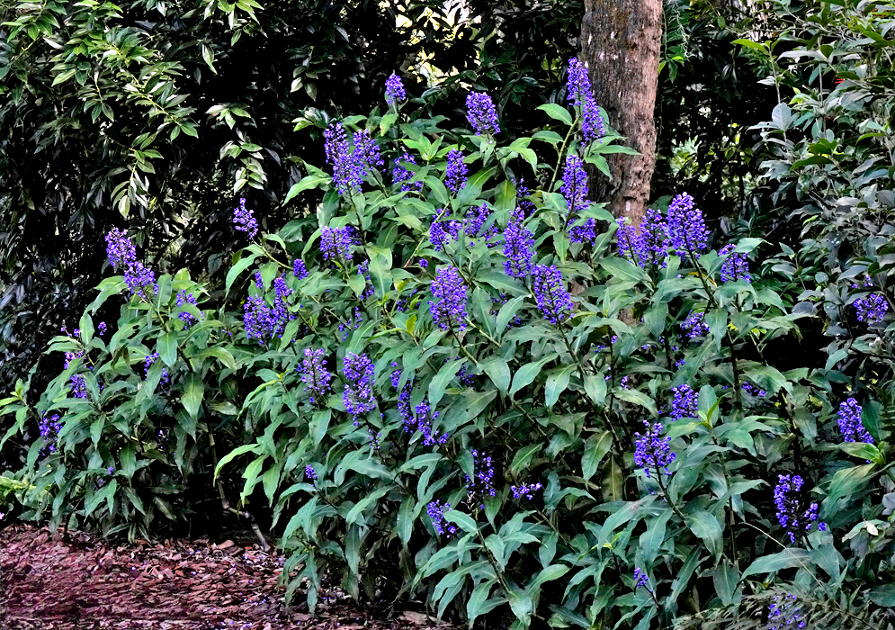 A lush bush of Dichorisandra thyrsiflora growing in partial shade with multiple upright stalks of purple-blue flowers