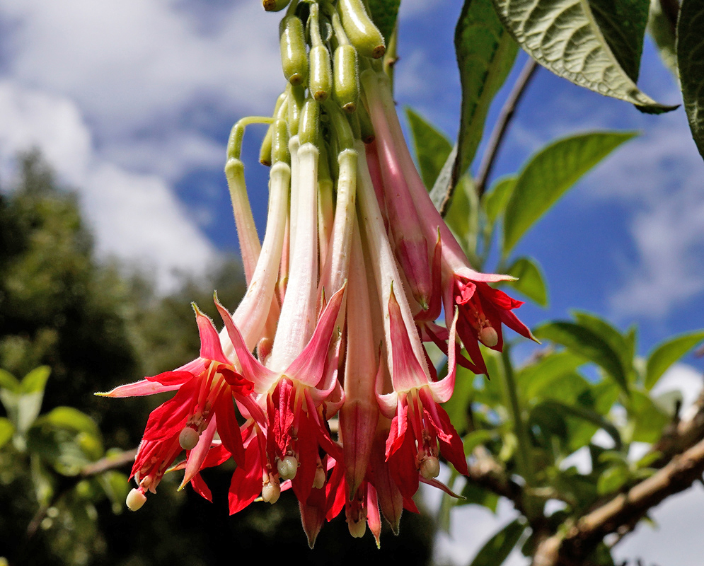 Delicate trumpet-shaped Fuchsia boliviana alba flowers with pale pink tubes and red sepals, growing in a tight drooping cluster
