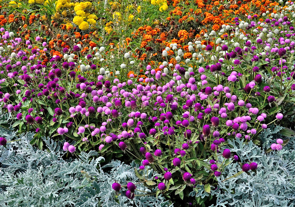 A dense garden patch of Gomphrena globosa in purple, white, and pink varieties bordered by silver-leaved plants and bright marigolds