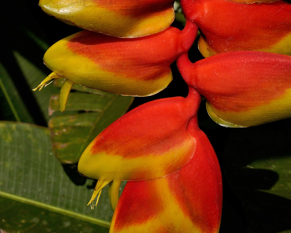 Close-up view of vibrant red and yellow lobster-claw shaped bracts of Heliconia rostrata, showing their waxy texture and overlapping arrangement in bright sunlight