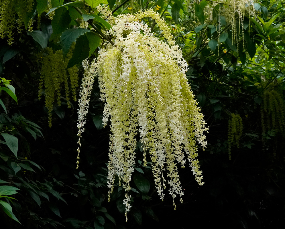 A gracefully drooping inflorescence of Ledenbergia seguierioides with tiny pale yellow and white flowers blooming in long hanging clusters among green foliage