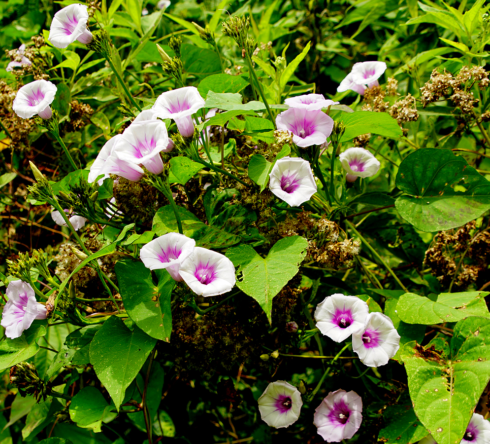 White Ipomoea trifida flowers with purple centers