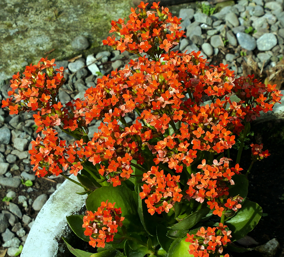 Clusters of orange Kalanchoe blossfeldiana flowers