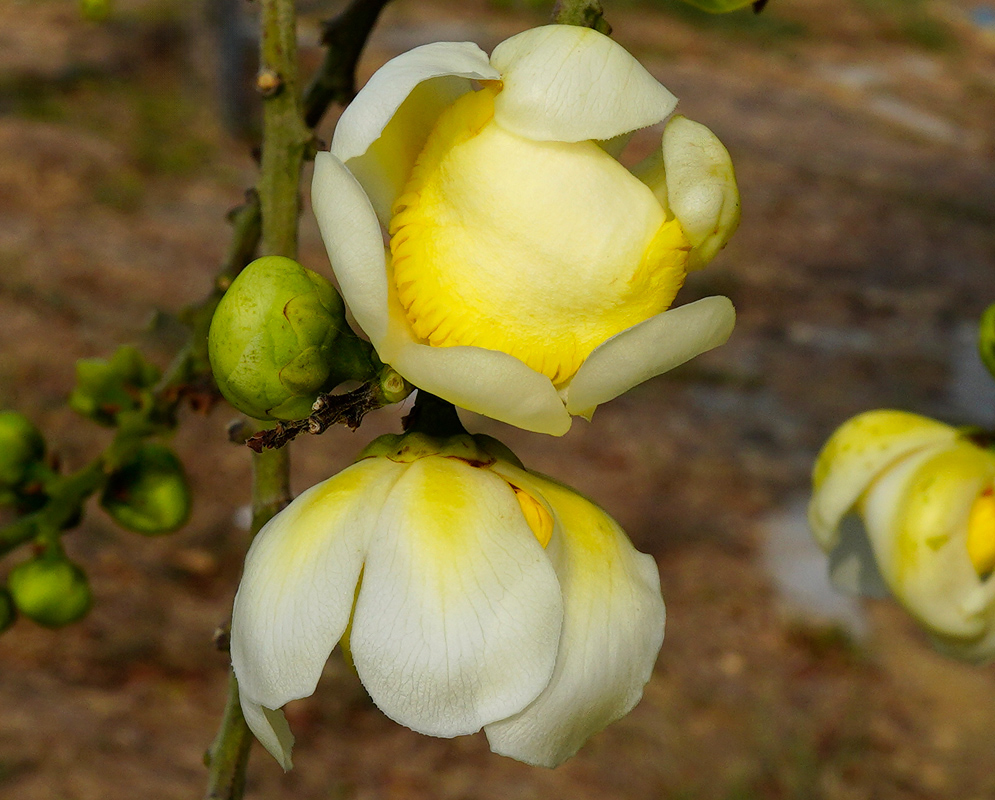Close-up of two yellow and white flowers of Lecythis minor in bloom, with fleshy petals and unopened buds on the branch