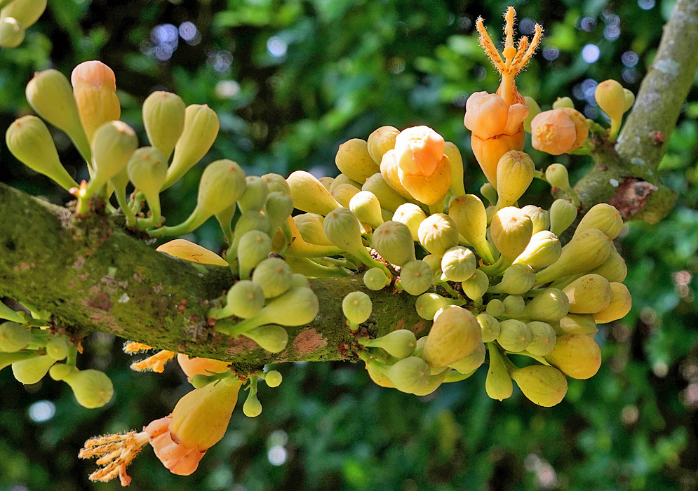 Cluster of Matisia cordata  flower buds and two peach-color flowers