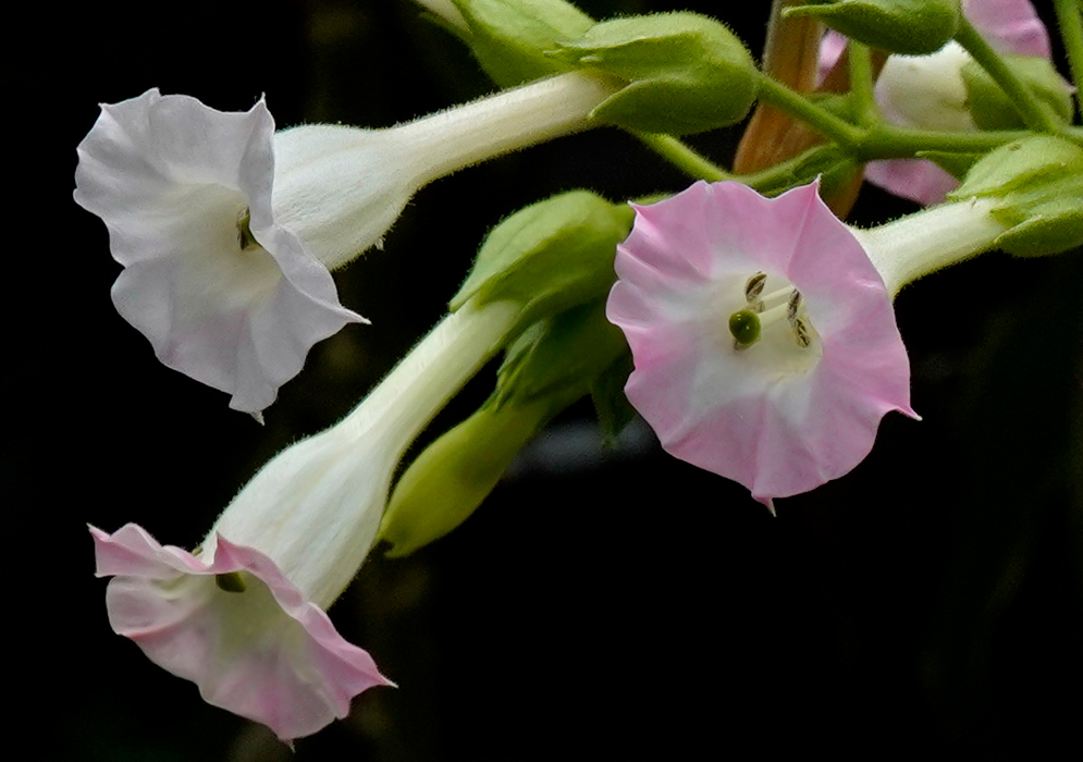 A cluster of Nicotiana tabacum pink flowers
