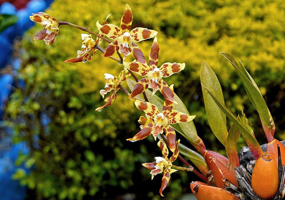 Oncidium sceptrum reddish-brown and yellow flowers