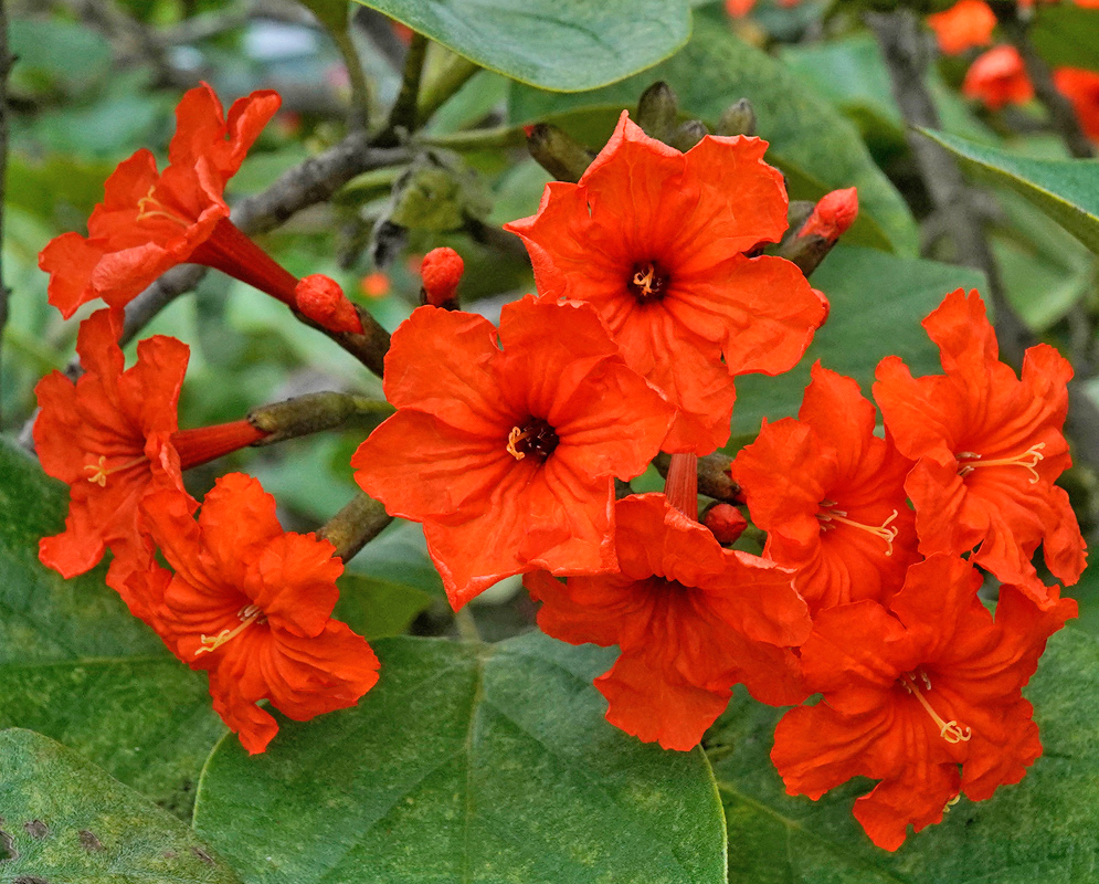 Cordia sebestena vivid orange blossoms Several Cordia sebestena flowers with ruffled orange petals arranged in a compact inflorescence surrounded by foliage