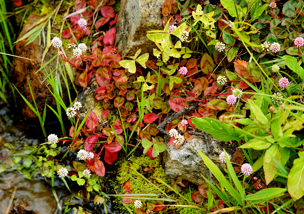 Persicaria capitata red leaves and white flowers sprawling over rocks next to a stream 