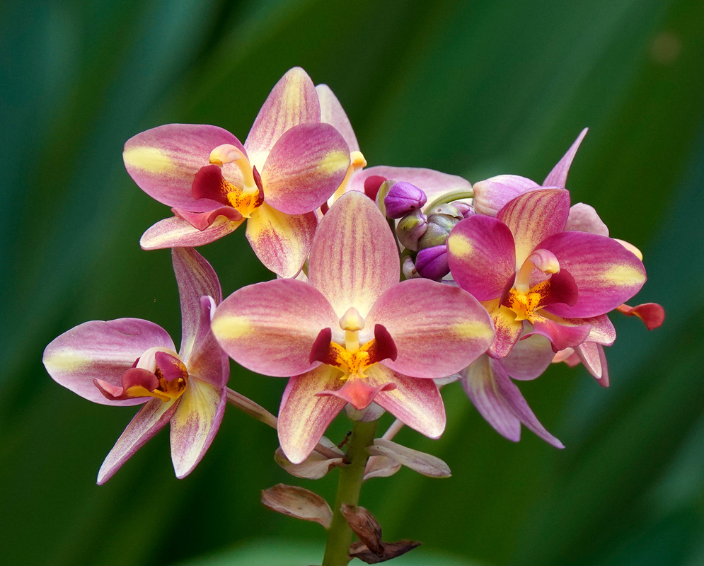 A group of vivid purple and yellow Spathoglottis plicata blossoms with narrow petals and tropical foliage in the background