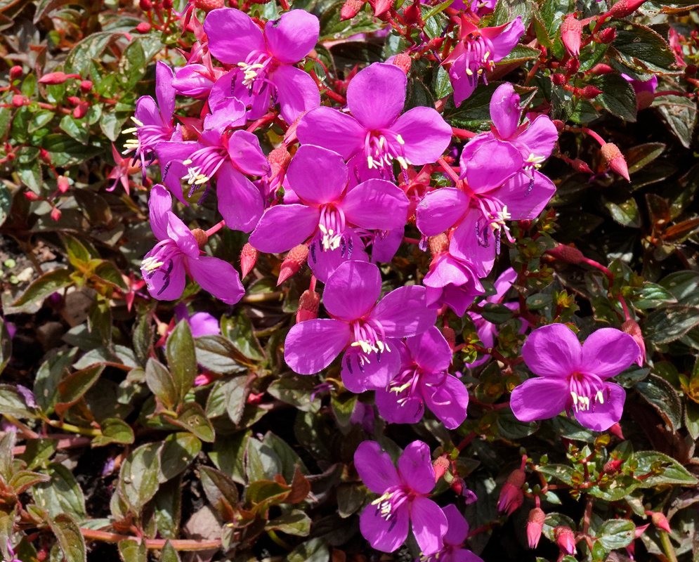 Centradenia floribunda Pink Flowers A blooming Centradenia floribunda plant with rich pink flowers and dark green, reddish-tinted leaves in bright sunlight