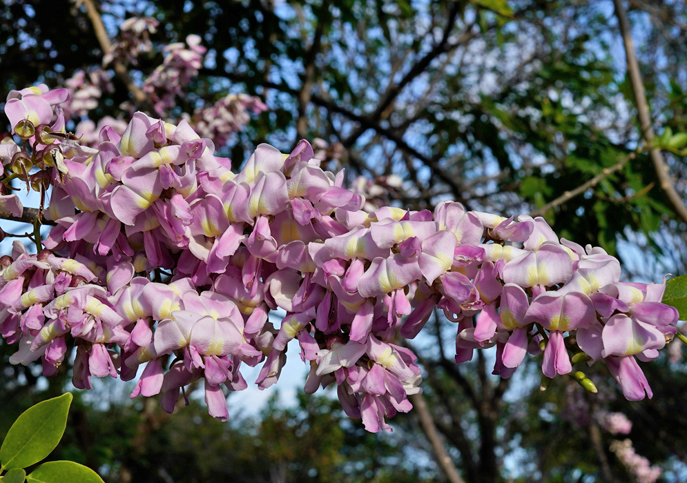 Long arching branch of Gliricidia sepium densely covered in pastel pink and white flowers set against a background of blue sky and tree canopy