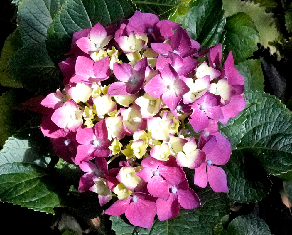 A colorful Hydrangea macrophylla inflorescence showing pink petals with pale centers and yellow emerging buds, framed by dark green leaves