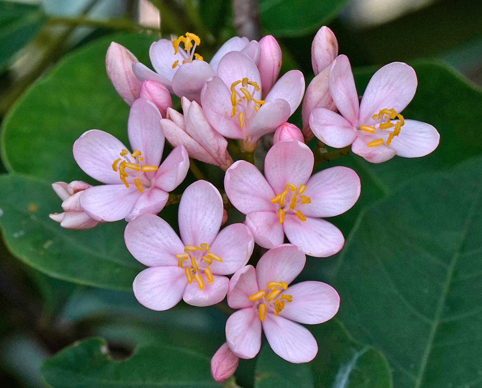 Group of Jatropha integerrima flowers in vivid pink shades with yellow stamens emerging from a green stem