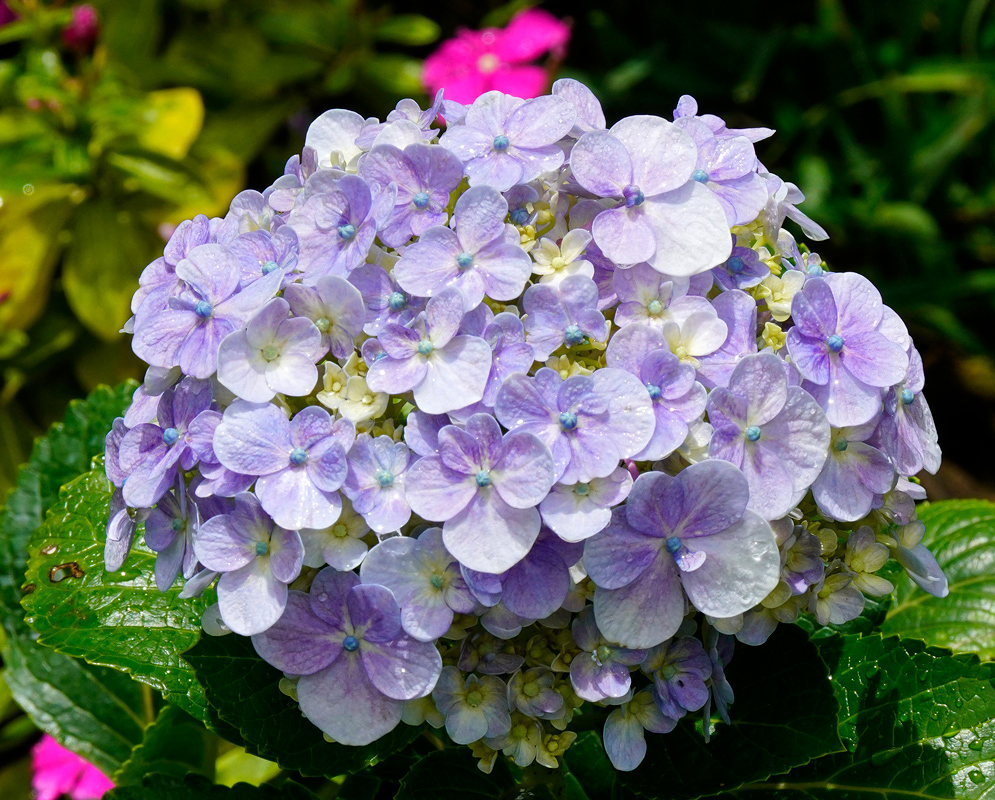 A rounded cluster of light purple Hydrangea macrophylla flowers in full bloom, glistening in sunlight above dark green leaves