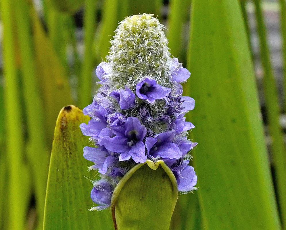 A dense cone-shaped cluster of purple Pontederia cordata flowers nestled within a protective green sheath, standing out amid large oval leaves