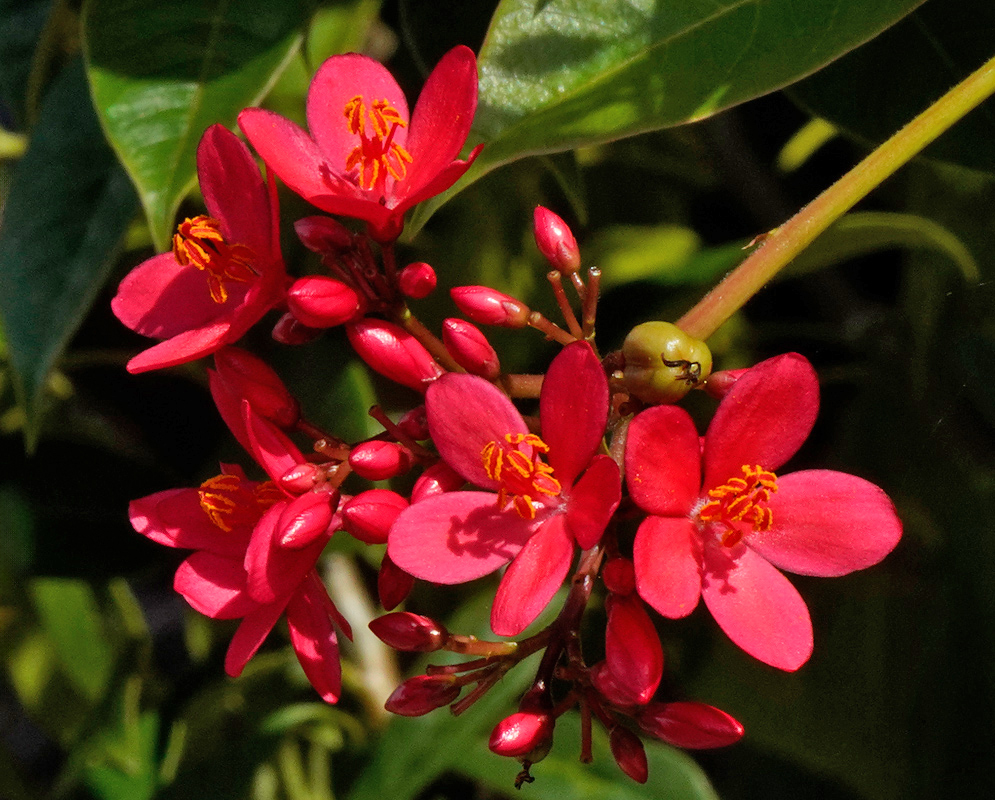 A tight grouping of uniformly red Jatropha integerrima blossoms with flat petals and neatly clustered yellow-orange stamens