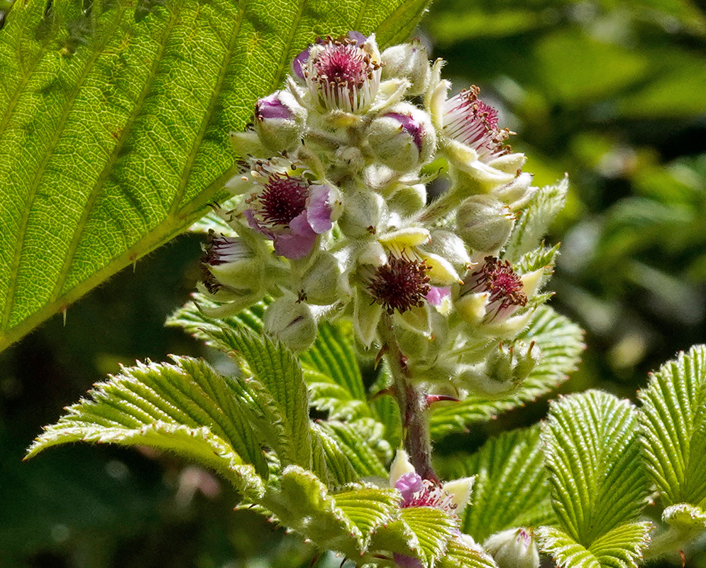 Close-up of fuzzy pale green and purple flower buds of Rubus niveus surrounded by deeply veined serrated leaves