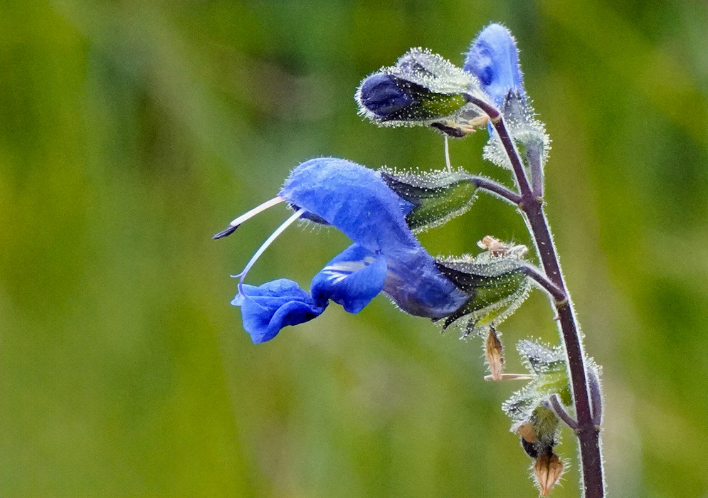 Close-up of a fuzzy blue Salvia scutellarioides flower with dew-covered petals and long white stamens against a blurred green background