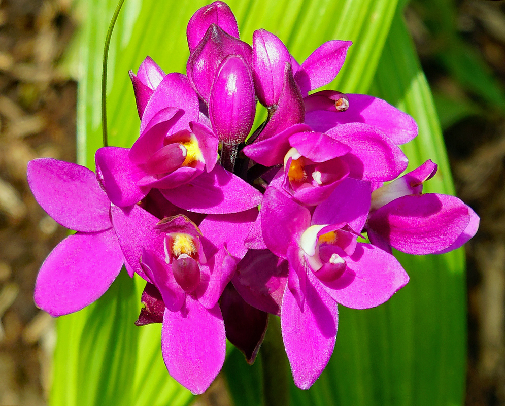 Bright purple-pink Spathoglottis plicata flower cluster in sunlight
