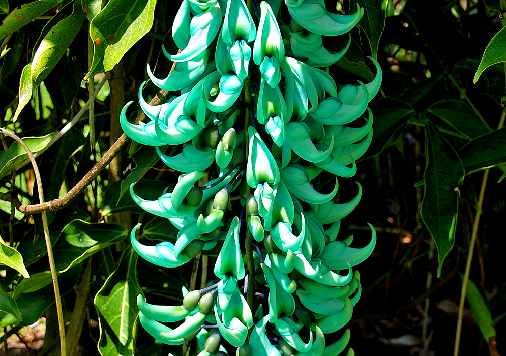 A drooping Strongylodon macrobotrys raceme with seagreen-turquoise flowers