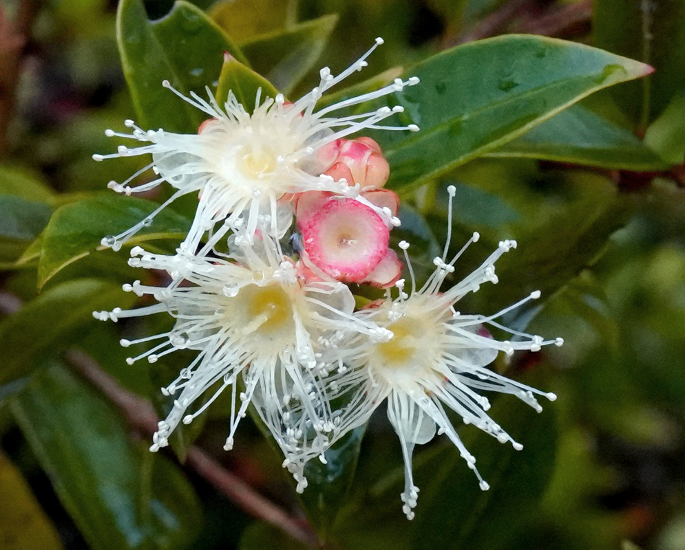 Syzygium paniculatum Flowers and Buds Close-up of three white Syzygium paniculatum flowers with pale yellow centers and unopened pink fruit buds nearby