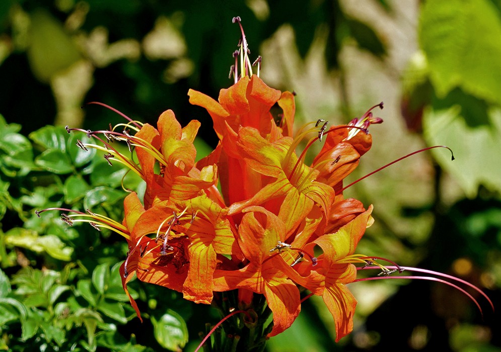 A cluster of orange Tecoma capensis flowers in sunlight
