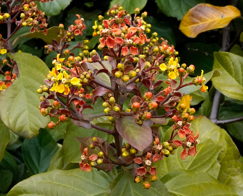 A richly branched inflorescence of Tetrapterys calophylla with reddish stems, yellow and orange petals, and unopened flower buds