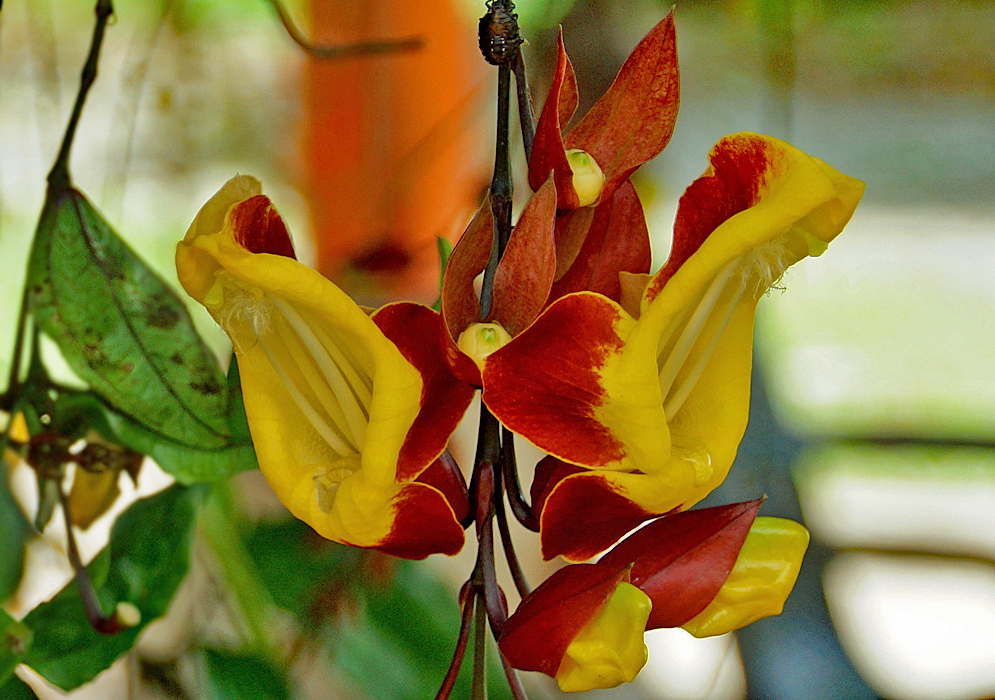 Two yellow Thunbergia mysorensis flowers with red reflexed petals and calyces and white filaments in shade