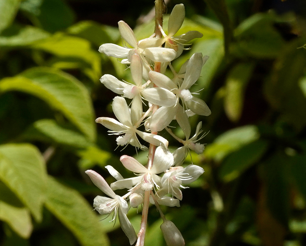 A vertical spray of delicate white Ledenbergia seguierioides blossoms with thin petals and prominent stamens, set against a leafy green background