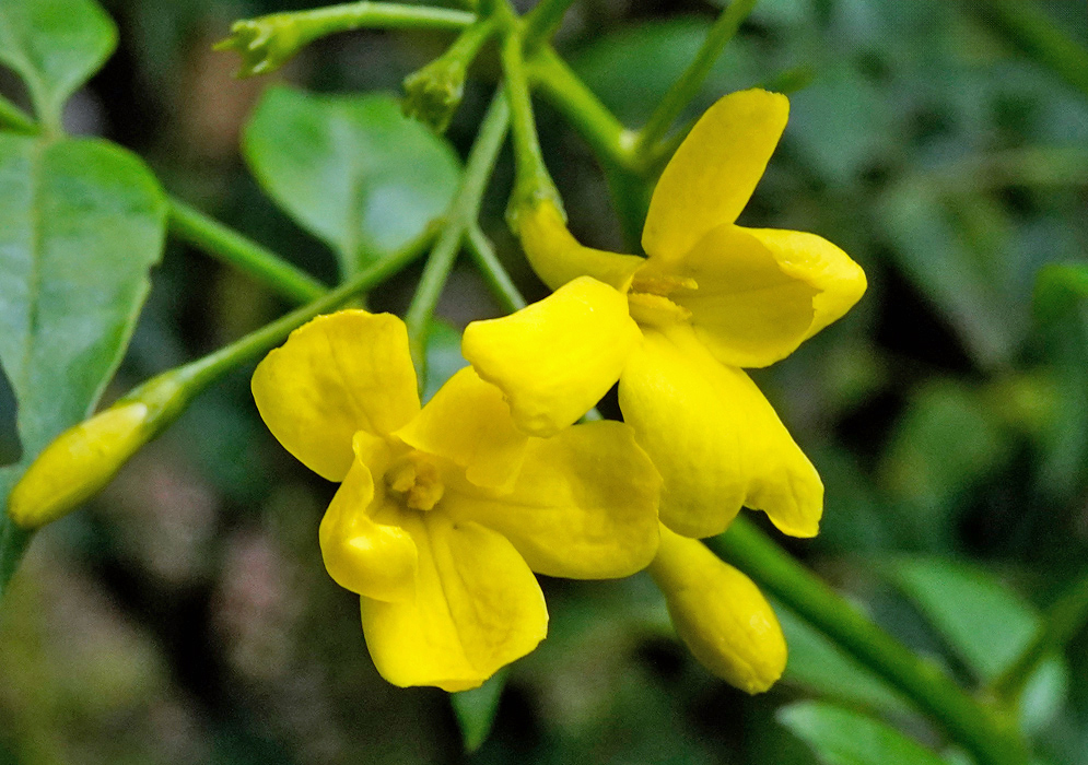 Chrysojasminum Odoratissimum Flower Cluster Cluster of yellow chrysojasminum odoratissimum flowers with slightly wrinkled petals and green buds emerging from slender stems