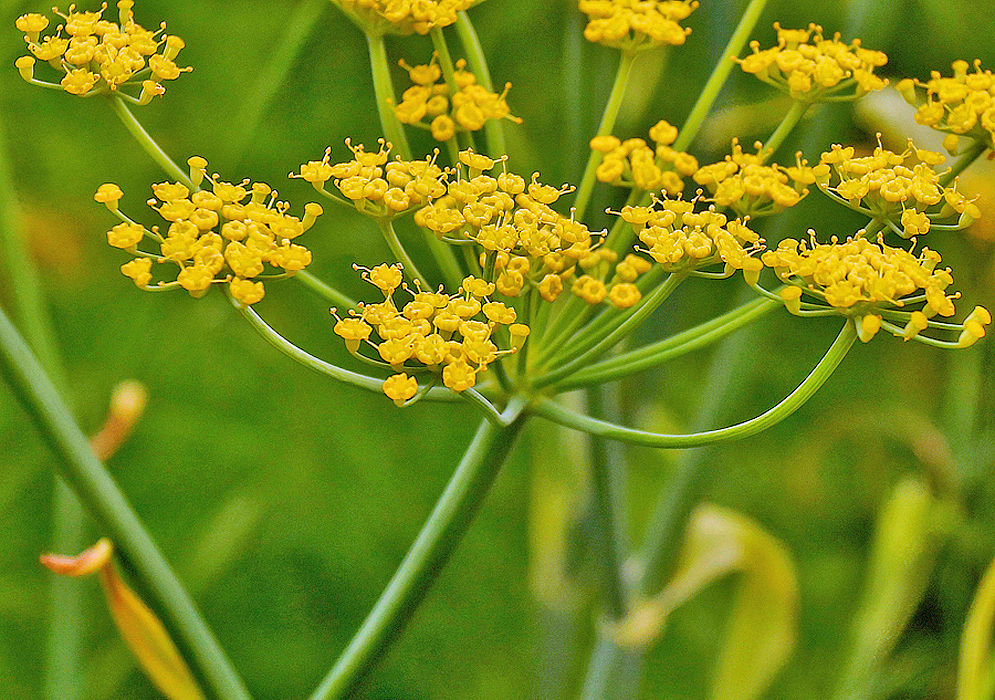 An inflorescence with small clusters of yellow Foeniculum vulgare flowers
