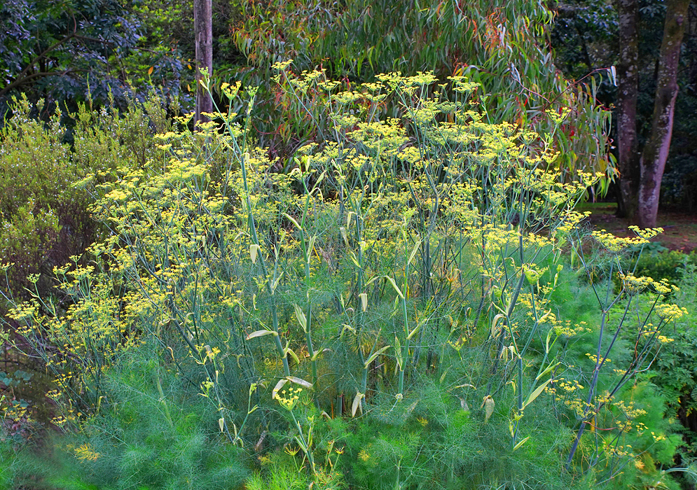 Foeniculum vulgare umbels with yellow flowers
