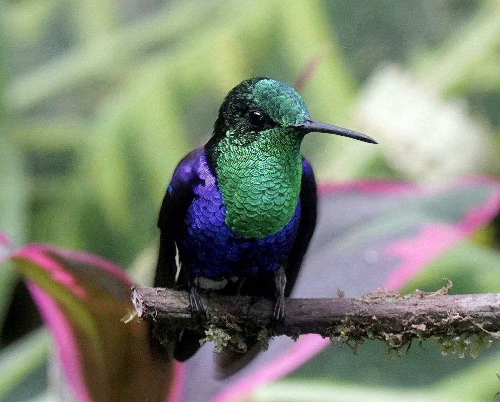 Thalurania furcata Full Body A Thalurania furcata shown in a full-body view with its plumage and body shape visible