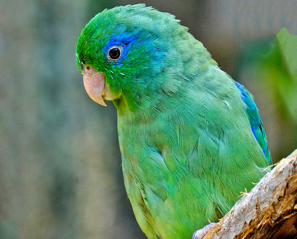 Forpus Conspicillatus Female Female Spectacled Parrotlet with soft green and teal plumage resting on a textured branch